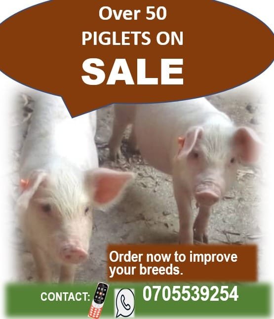 piglets for sale
