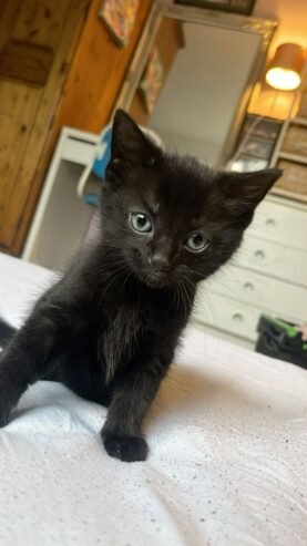 Free kittens